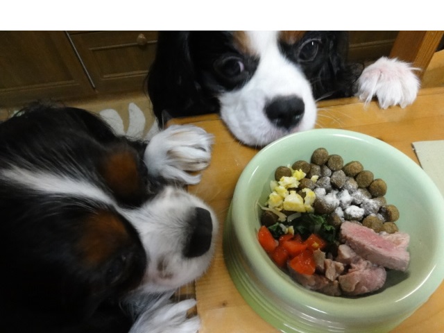 犬猫の食事の考え方